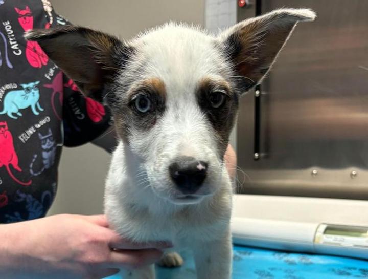 Preventive Care for Dogs